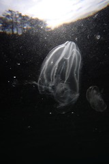 Bolinopsis microptera