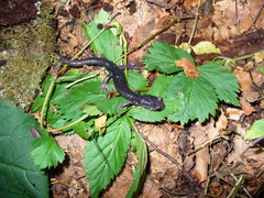 Plethodon shermani