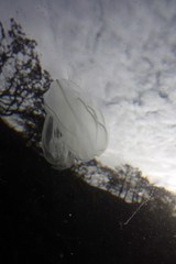 Bolinopsis microptera