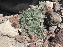 Phacelia hastata compacta