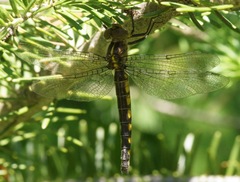 Neurocordulia michaeli