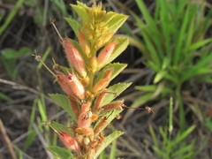 Helicteres sacarolha