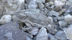 Phrynosoma taurus