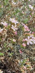 Frankeniaceae