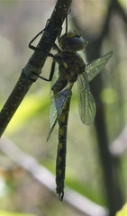 Neurocordulia michaeli