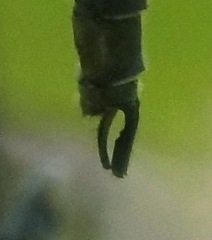 Neurocordulia michaeli