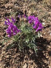 Oxytropis setosa
