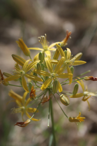 Bloomeria crocea var. montana