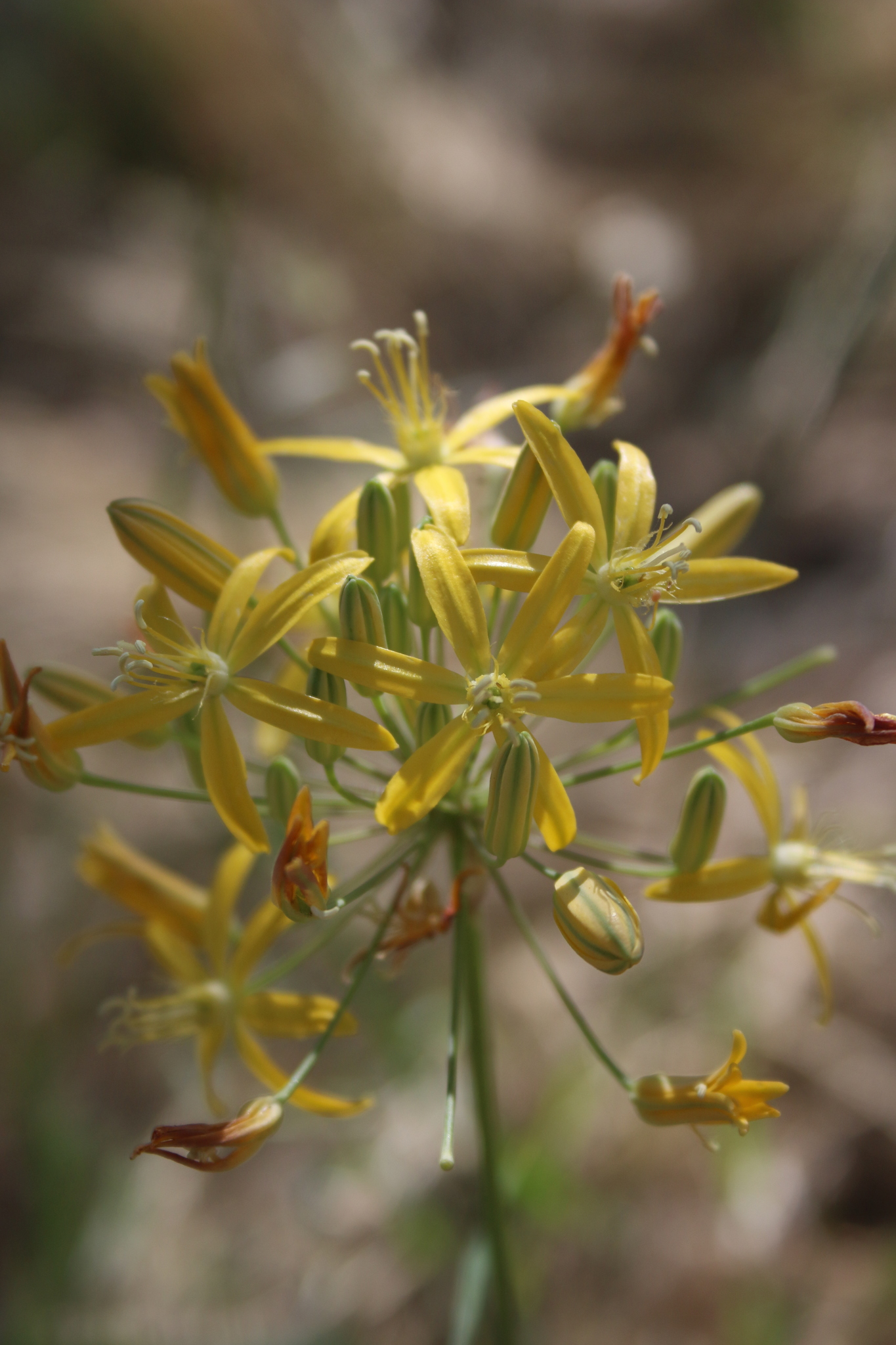Bloomeria crocea var. montana