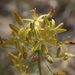 Bloomeria crocea montana - Photo (c) Joe Decruyenaere,  זכויות יוצרים חלקיות (CC BY-SA)