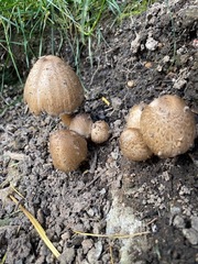 Coprinopsis depressiceps