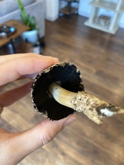Coprinopsis depressiceps