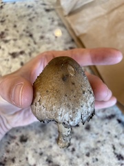 Coprinopsis depressiceps