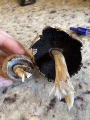 Coprinopsis depressiceps