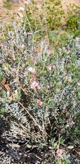 Frankeniaceae