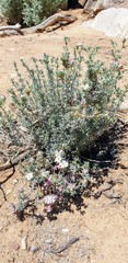Frankeniaceae