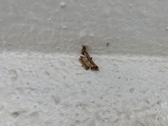 Krananda latimarginaria