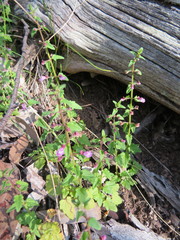 Scutellaria humilis