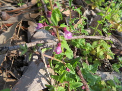 Scutellaria humilis
