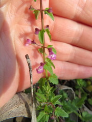 Scutellaria humilis