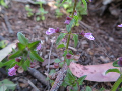 Scutellaria humilis