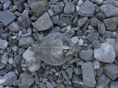 Phrynosoma taurus
