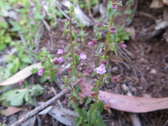 Scutellaria humilis