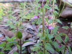 Scutellaria humilis
