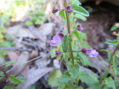 Scutellaria humilis