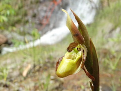 Phragmipedium vittatum