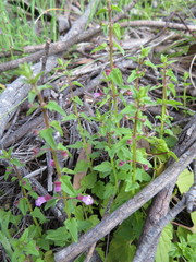 Scutellaria humilis