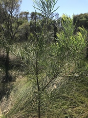 Acacia elongata