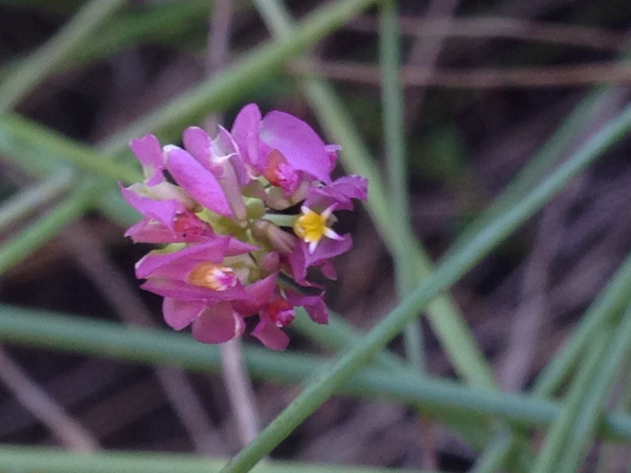 Senega longicaulis