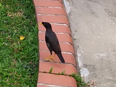 Acridotheres javanicus