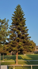 Araucaria columnaris