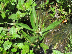 Hygrophila costata