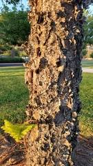 Araucaria columnaris