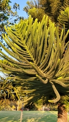 Araucaria columnaris