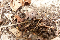 Otiorhynchus meridionalis