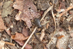 Otiorhynchus meridionalis