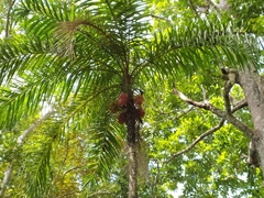 Bactris gasipaes chichagui