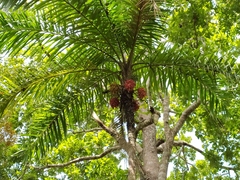Bactris gasipaes chichagui