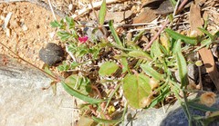 Lotus cruentus