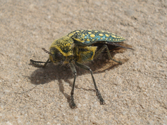 Julodis euphratica euphratica