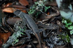 Sceloporus woodi