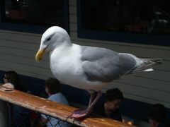 Larus glaucescens × occidentalis