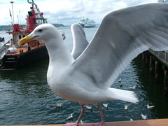 Larus glaucescens × occidentalis