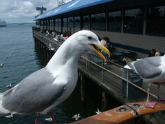 Larus glaucescens × occidentalis