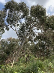 Eucalyptus pauciflora