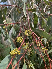 Eucalyptus pauciflora